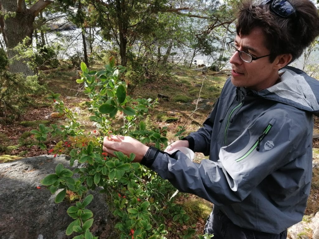 Jim Kane picking wild berries in Sweden.