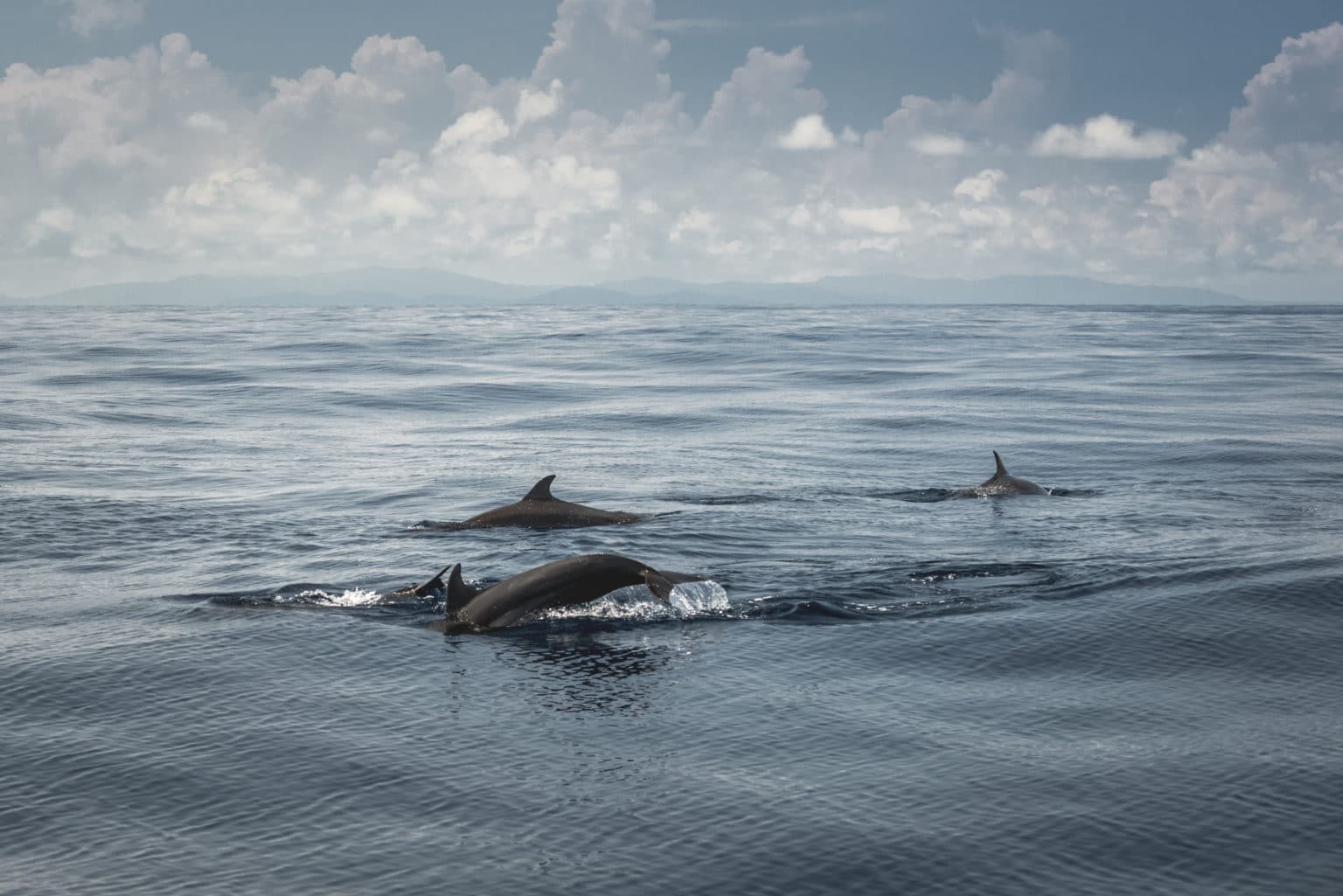 dolphins diving in costa rica