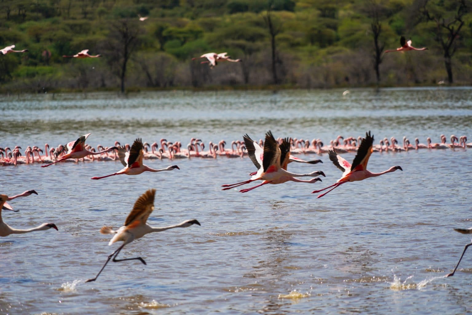 Flamingos flying