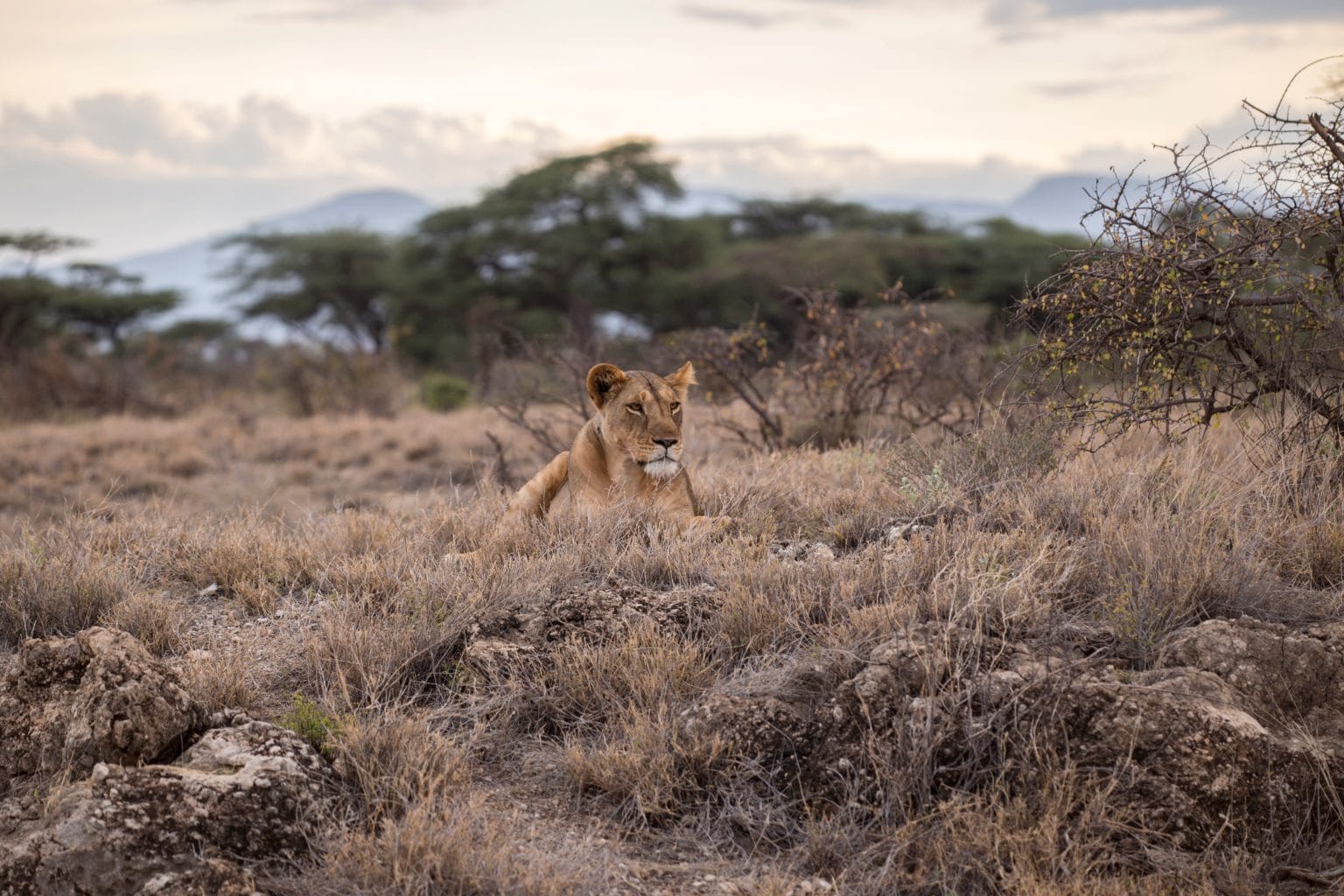 A lioness