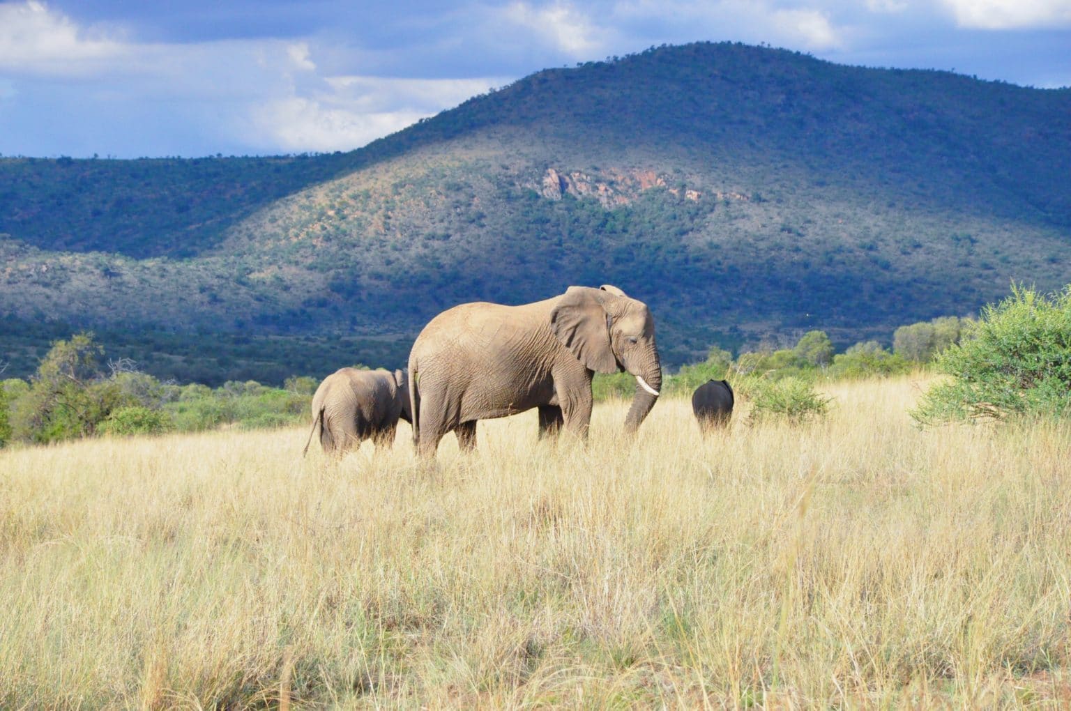 Elephants