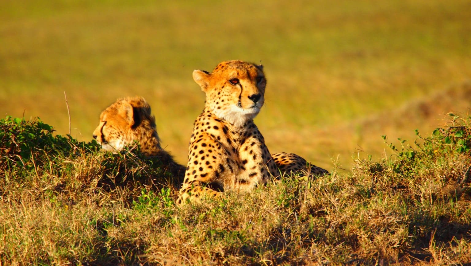 A baby cheetah