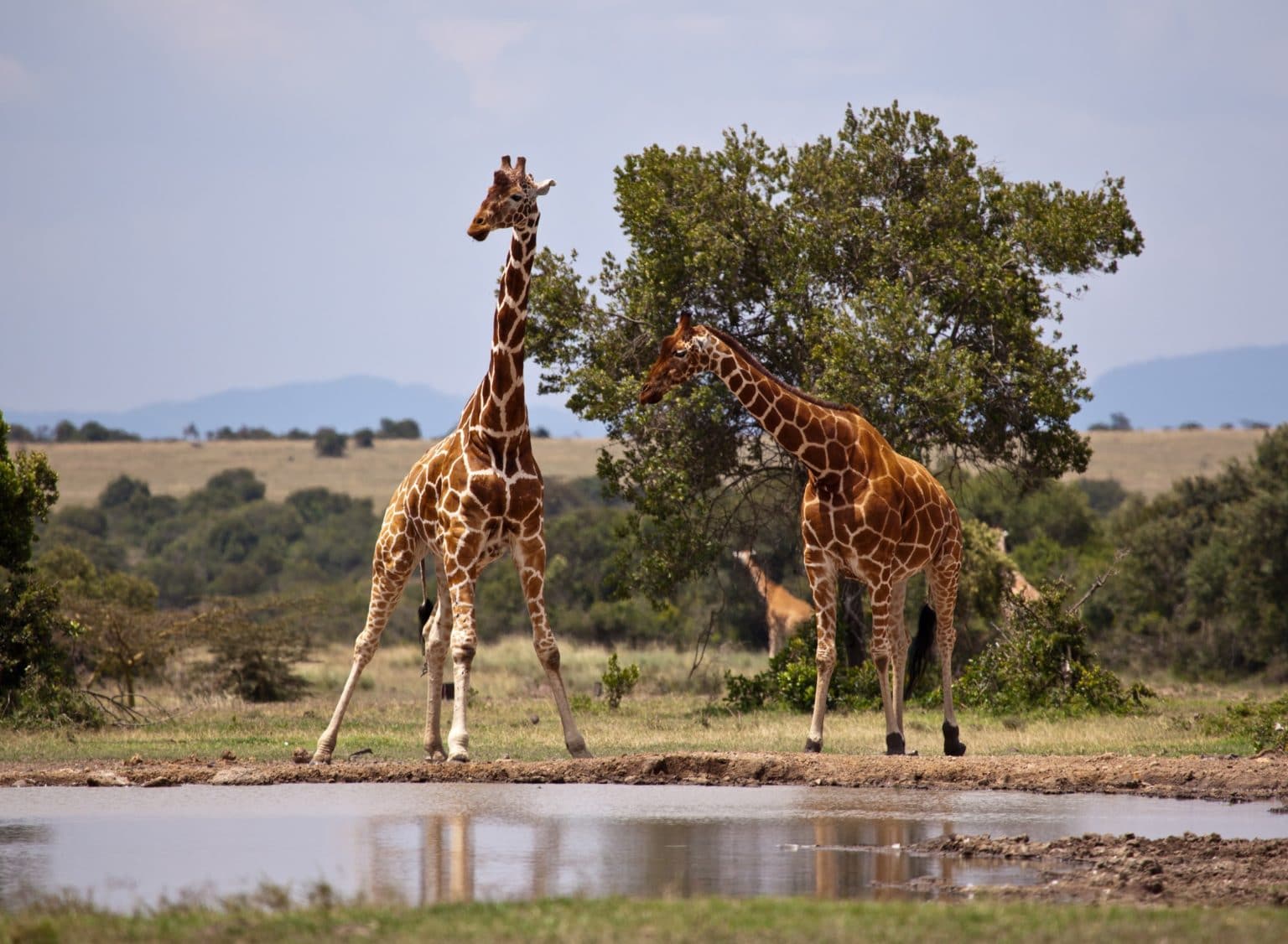 Giraffes