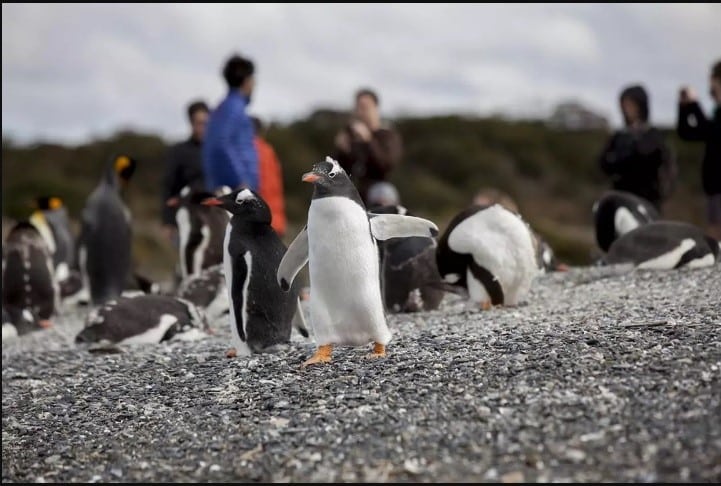 Penguins