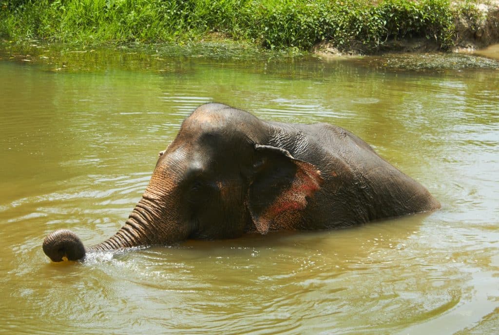 Chiang Mai Elephant Home