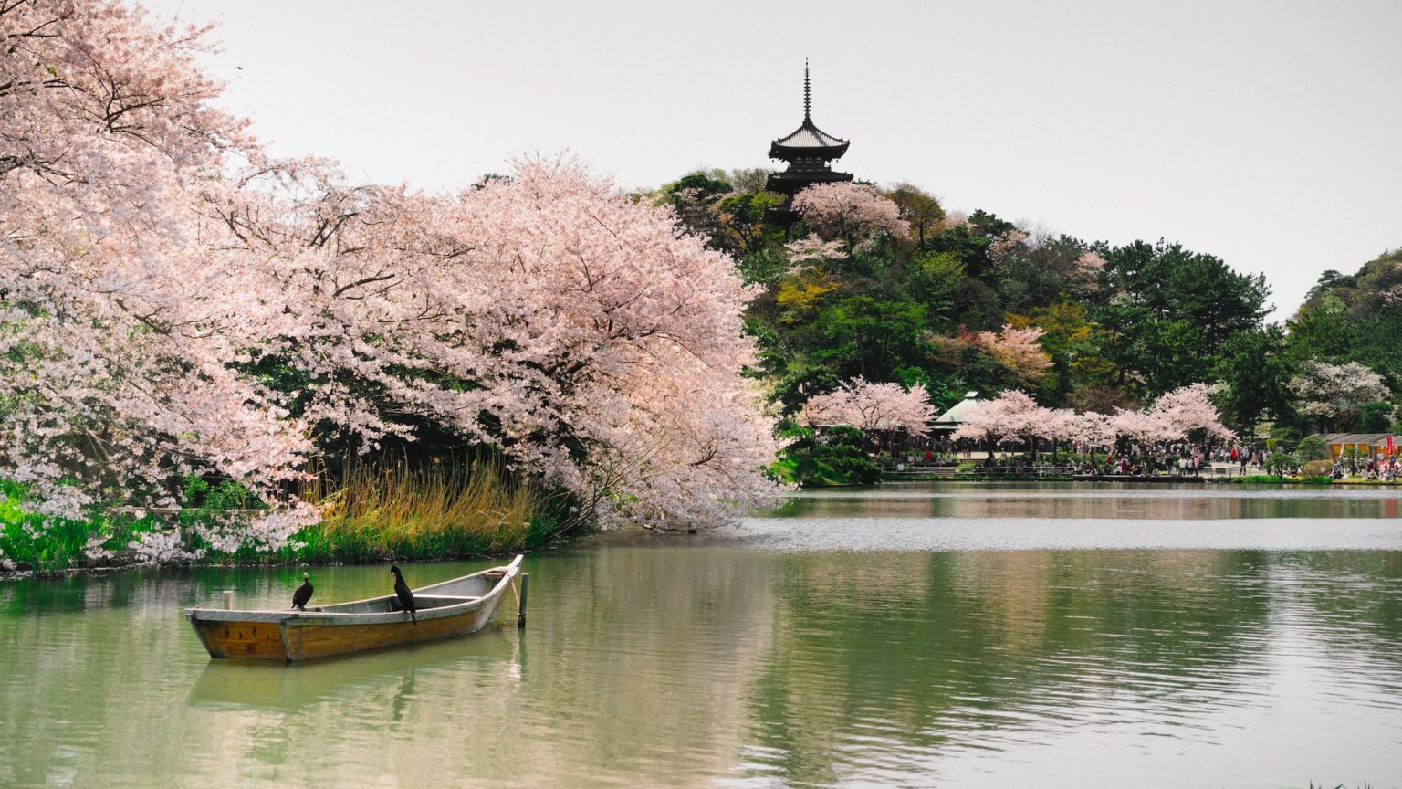 10 Days of Family Fun: An Unforgettable Japan Vacation
