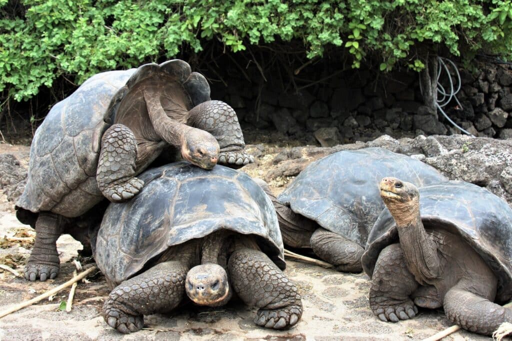 tortoise in galapagos