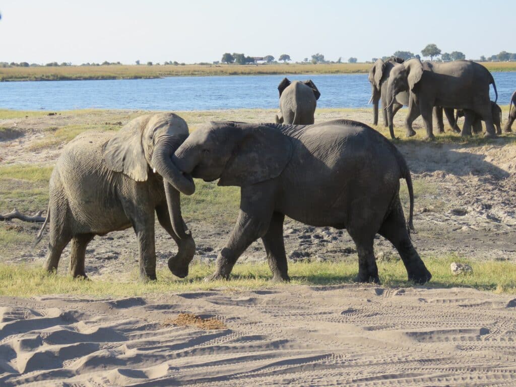 Elephants playing at Chobe National Park, Botswana - kaza - baboo travel