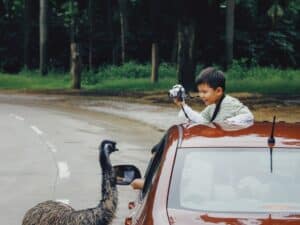 Kid meeting an animal while traveling