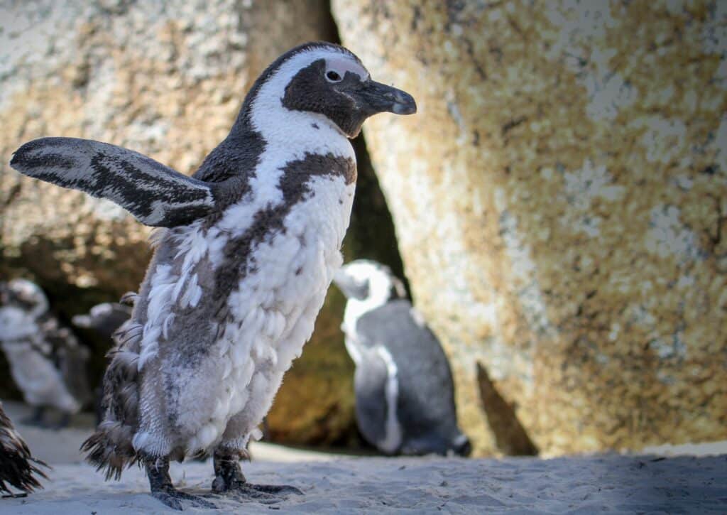 penguins - cape of good hope - baboo travel