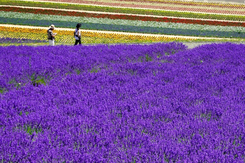 One of the famous colourful flower fields in Furano, Hokkaido. During July and August, the lavender fields are the main attraction and so beautifully contrast the other colours on the fields.
