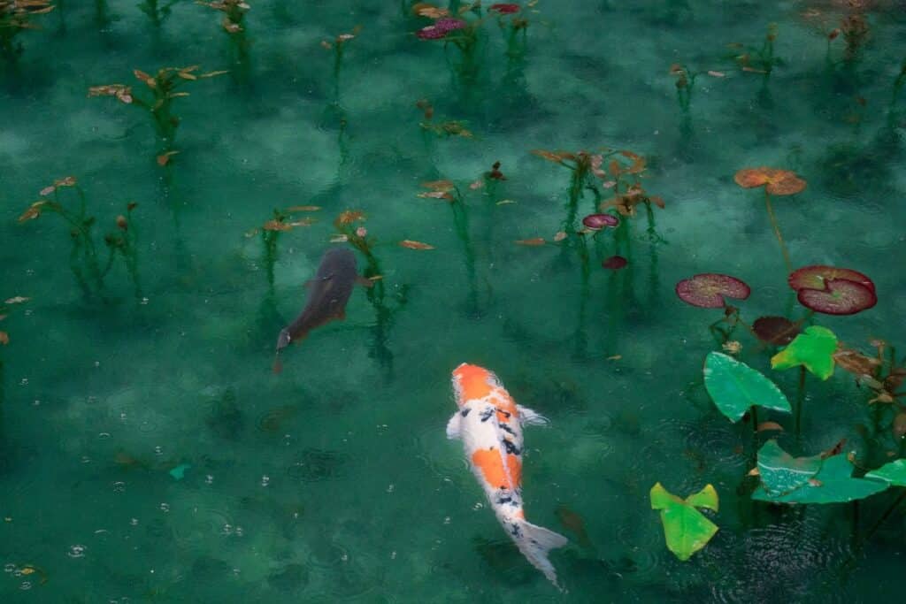 fish in japan water