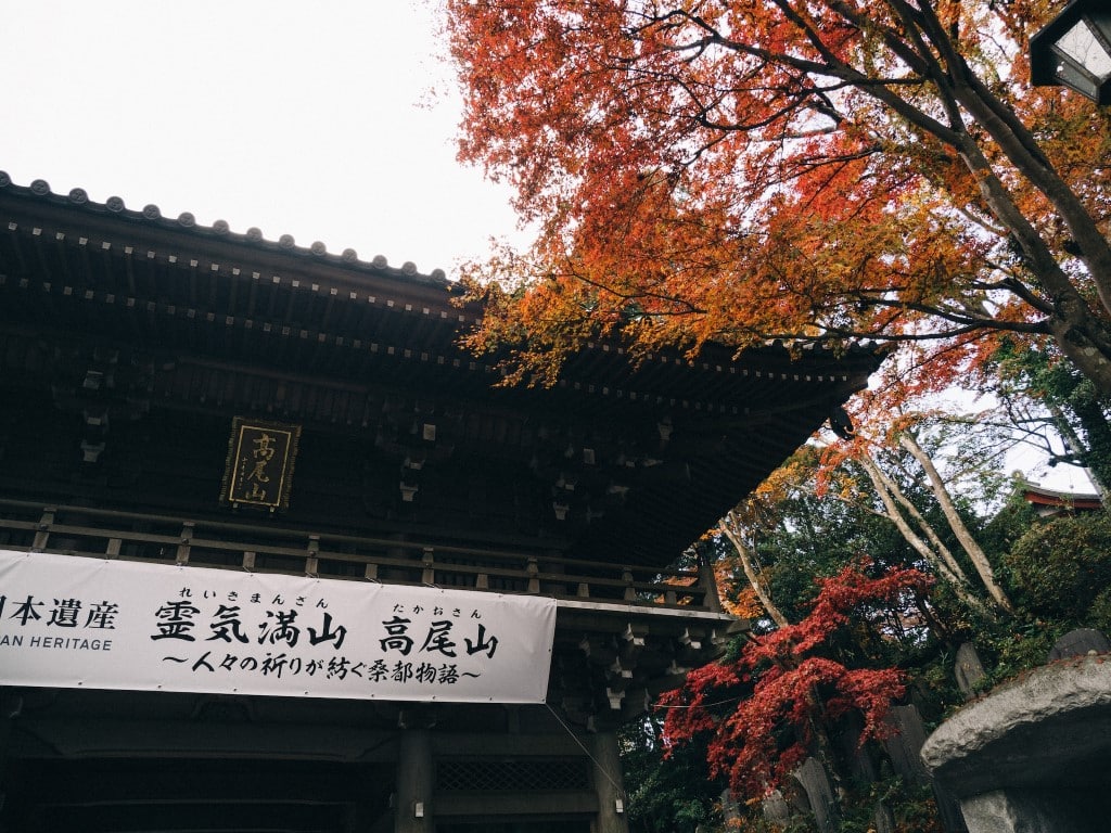 japan autumn trees