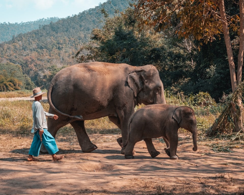 elephants chiang mai thailand