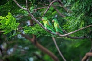 nicaragua lovebirds