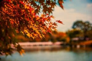 maple in japan autumn