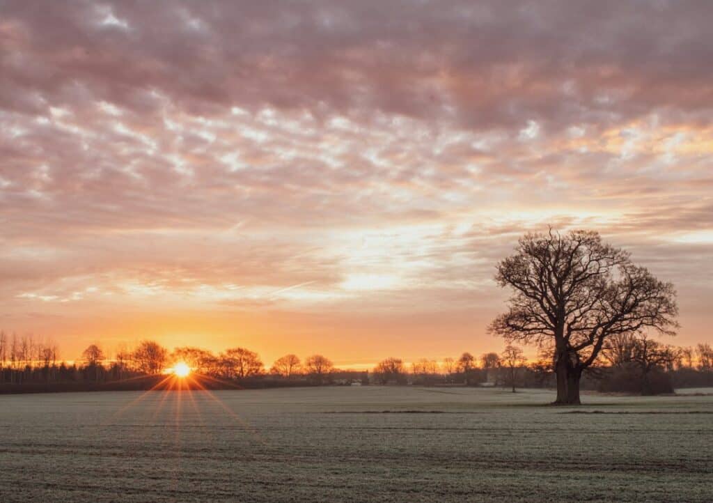 tree sunset Hardwick, Buckinghamshire, Aylesbury, UK