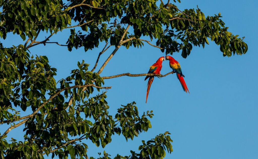 costa rica birds kissing