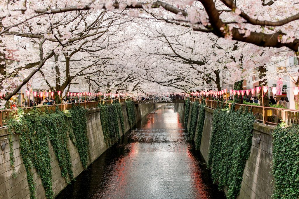 Japan in March: My Journey Through Japanese Sakura Splendor