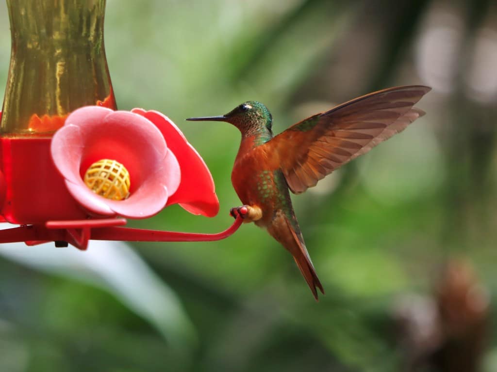coronet bird in aguas calientes, peru
