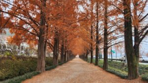 south korea autumn trees