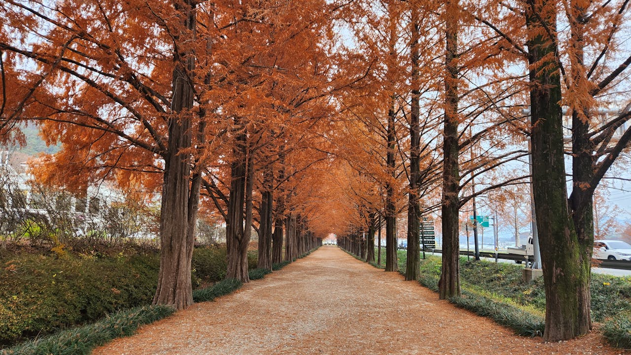 south korea autumn trees