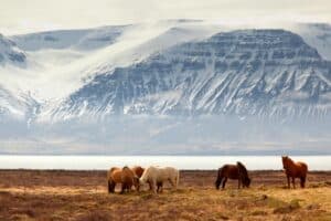 horses in iceland
