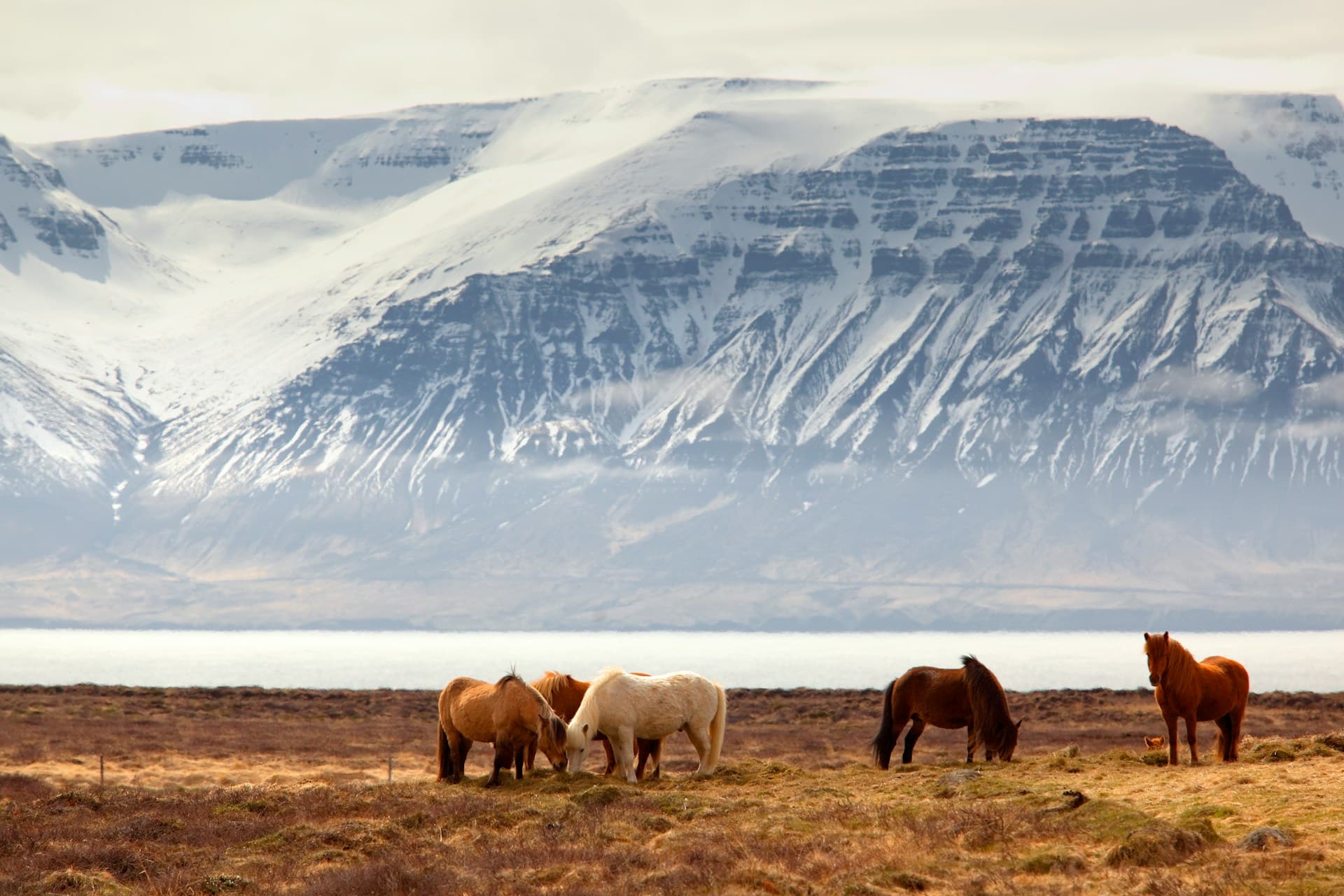 horses in iceland