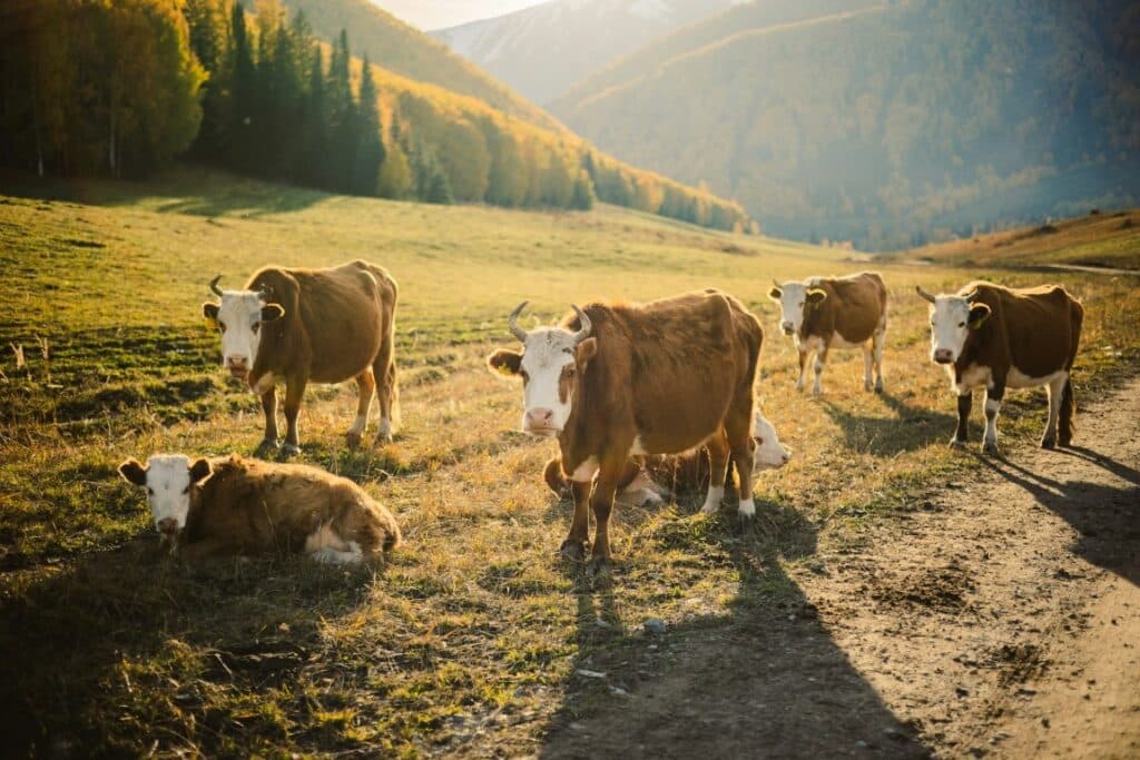 cows in china