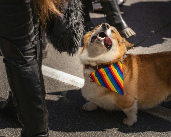 corgi pride month
