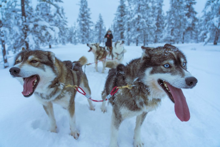 dog sled in lapland