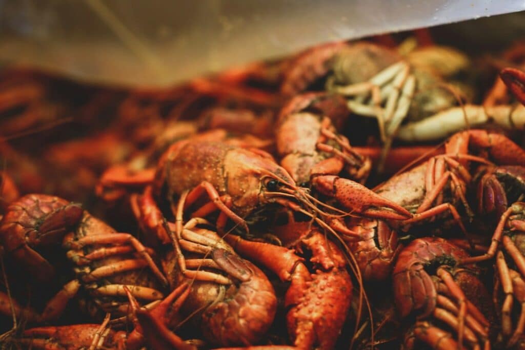 louisiana lobsters
