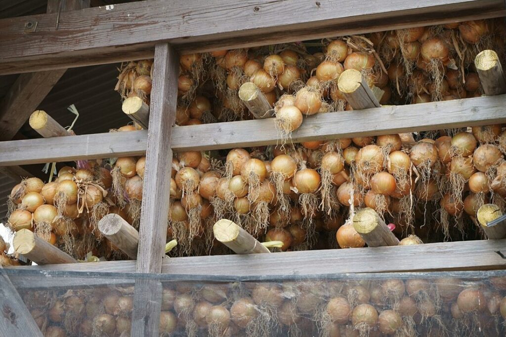 onions hanging on drying rack