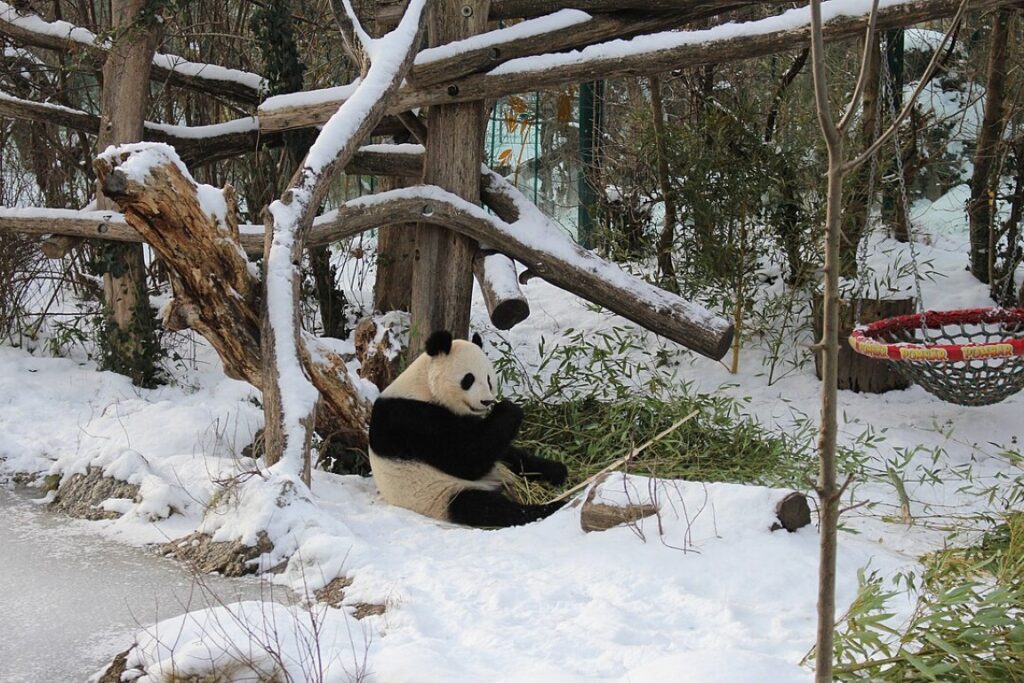 vienna austria zoo in winter