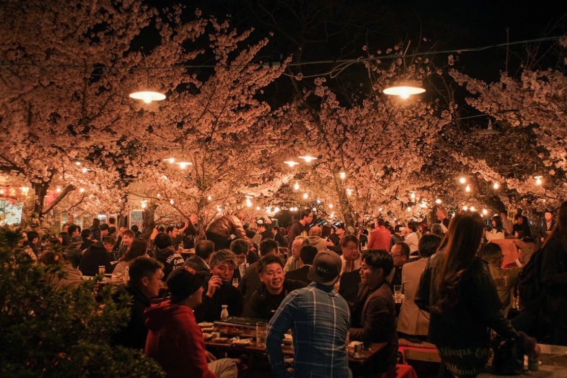 people enjoying the cherry blossoms at night time