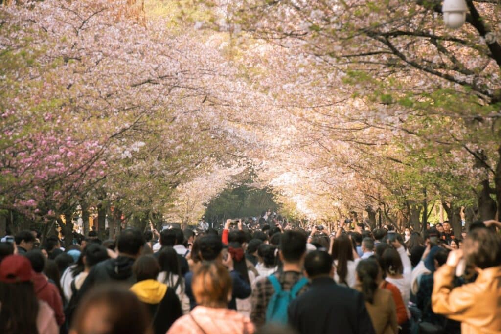 tourists going through trees of cherry blossom in tokyo