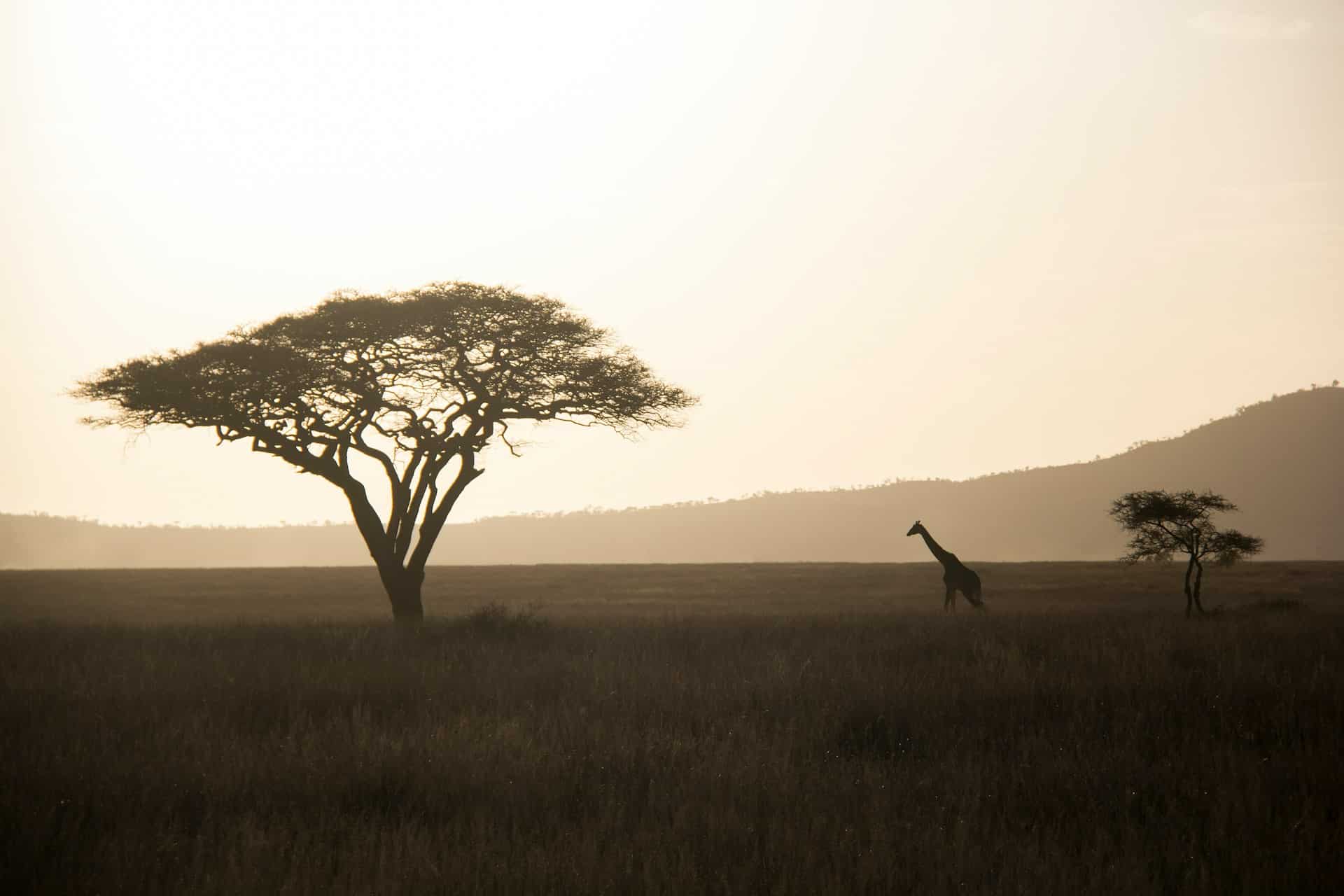 giraffe in serengeti