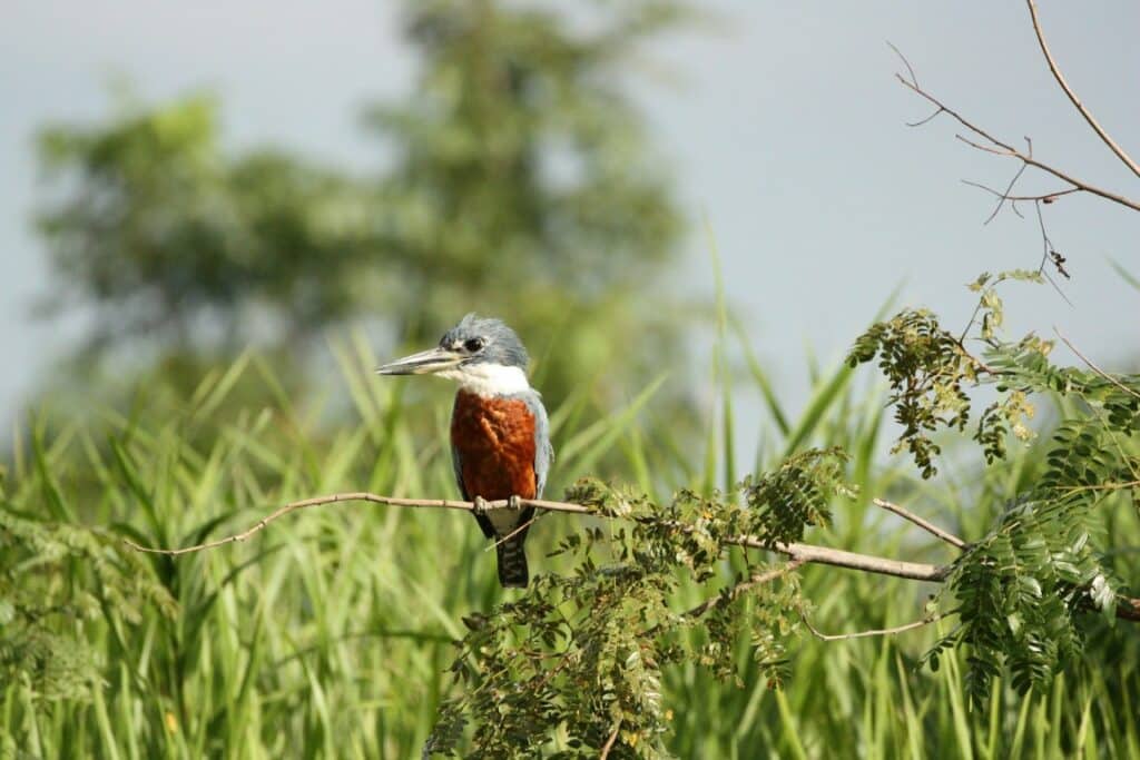 kingfisher in pantanal